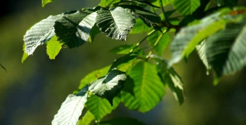 Rama de viento de árbol de hojas de nogal