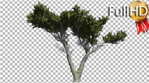 Monterey Cypress Doubled Trunk Bright Green