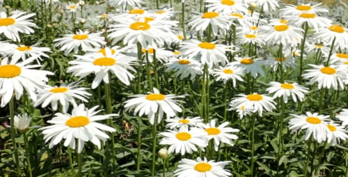 Large White Garden Daisy 1