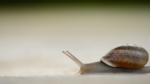 Langsame Schnecke bei Sonnenuntergang im Asphalt