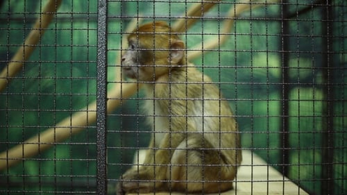 Funny Monkey at the Zoo