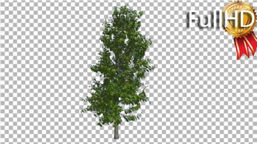 Sourwood Tree is Swaying at the Wind Green Tree