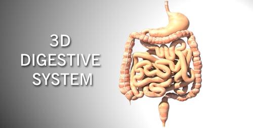 3D Human Digestive System Anatomy Rotation Medical Animation