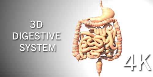 Rotating 3D Human Digestive System Anatomy