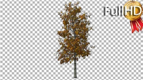 Sourwood Tree schwankt im Wind Yellow Tree
