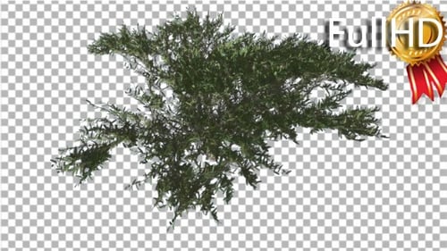 Der Regenschirm Thorn Top Down Tree schwankt