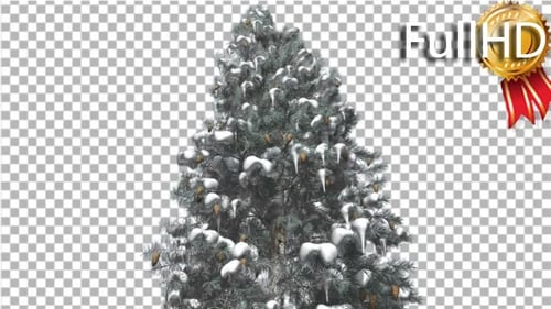 Blue Spruce Snow on a Branches Tree With Cones