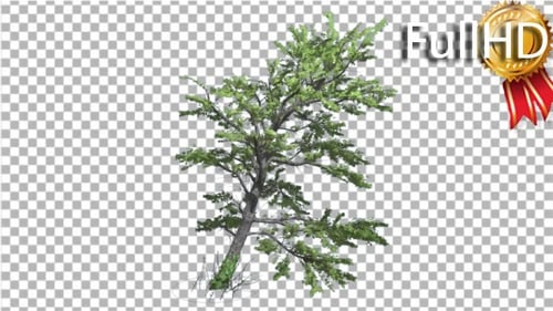 Plitvice Maple Tree Cut of Chroma Key Swaying