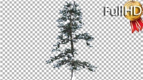 White Fir Snow on a Branches Thin Trunk Small