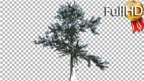 White Fir Snow on a Branches Small Coniferous