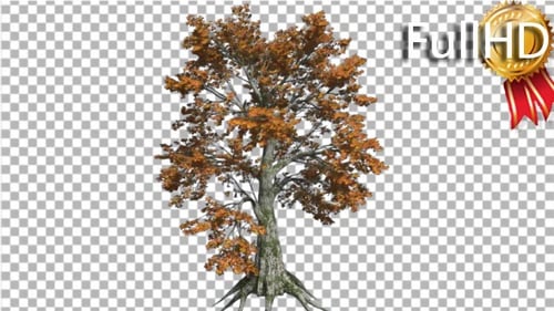 Der Sassafras-Baum schwankt im Wind, gelber Baum