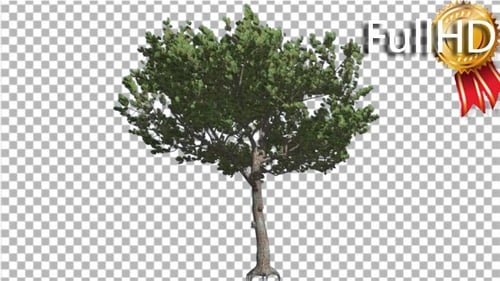 Italian Stone Pine Small Tree Roots in Summer