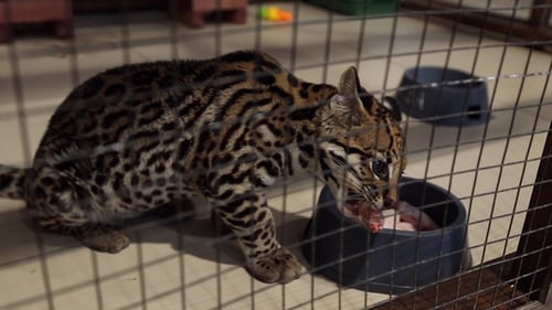 Little Ocelot in the Petting Zoo