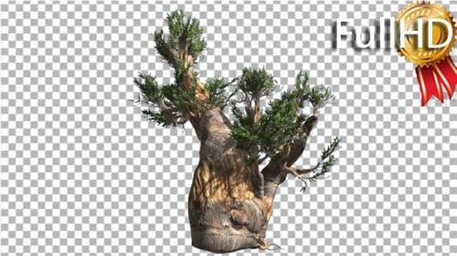 Bristlecone Pine Thick Tree Trunk Green Narrow