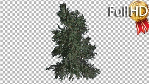Animated Pine Tree Swaying in Wind with Alpha Channel