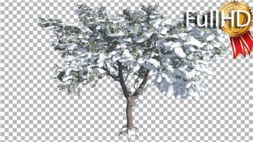 Animated Winter Tree with Snow on Transparent Background