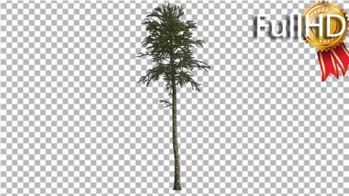 Monkey Puzzle Thin Tall Tree Branches on a Top
