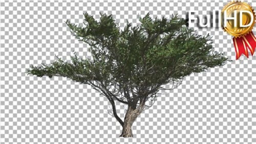 Der Regenschirm Thorn Tree schwankt im Wind Green