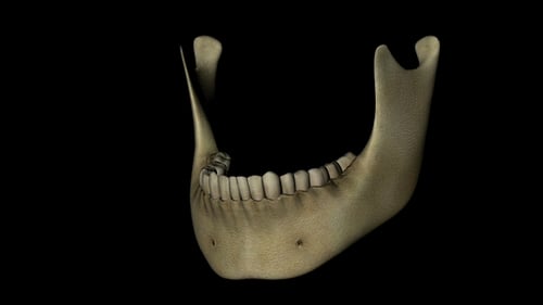Mandible Skull of Skeleton Human