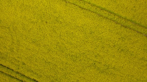 Yellow Field Of Rape Plant
