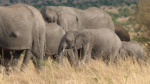 African Elephant Herd Grazing on the Savanna