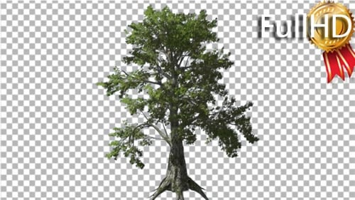 Sassafras Tree is Swaying at the Wind Green Tree
