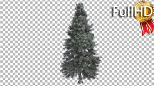 Arbre mince d'épinette bleue en hiver ou en été