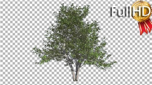 River Birch Small Tree is Swaying at the Wind