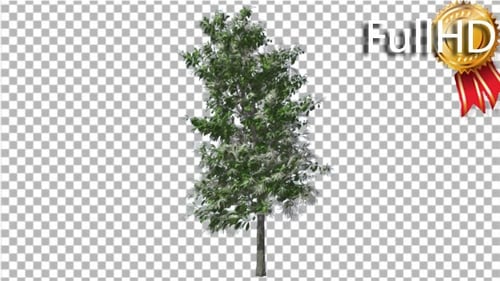 Sauerholzbaum und Blütenstände schwanken