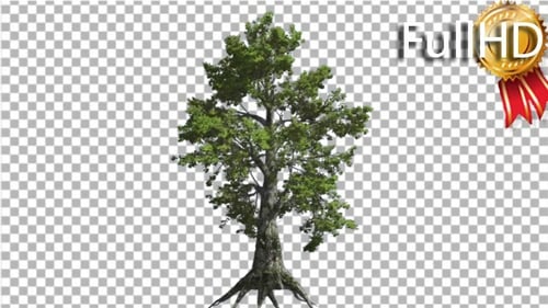 Sassafras Tree is Swaying at the Wind Green Tree