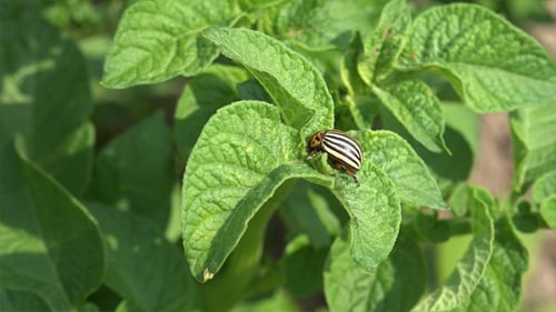 escarabajo de la papa