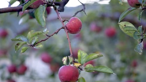 Slider to left of ripe apples ready for picking with dew on the leaves.