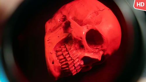 Human Skull 0121
