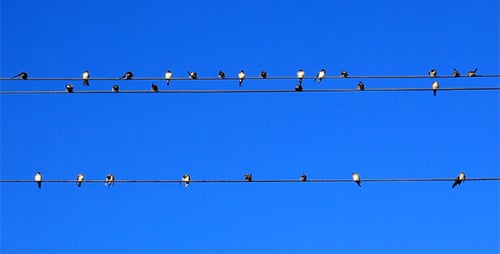 Many Birds Perched on Power Lines against Blue Sky