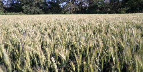 Aerial Footage Of Wheatfield 1