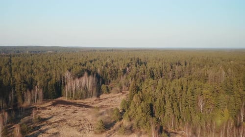 Aerial View of Vast Green Forest Landscape