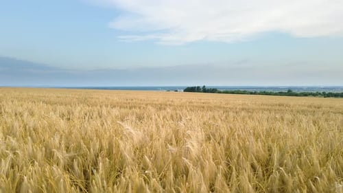 Aerial Landscape View of Yellow Cultivated Agricultural Field with Ripe Wheat on Bright Summer Day