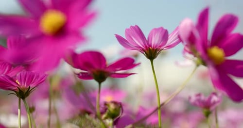 Cosmos Flower Garden