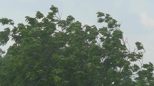 Tree Blowing in the Wind During Rainstorm