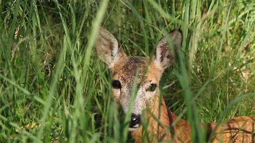 Young Fawn Lies in Green Grass