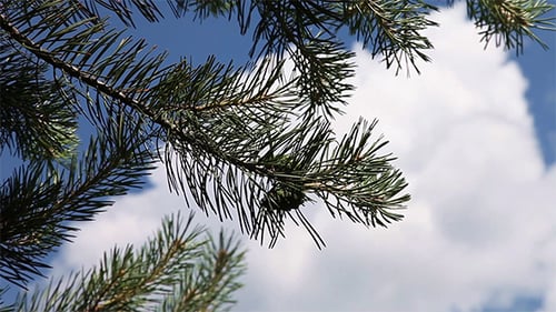 Spruce Branch With Cone