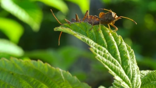 Ripe Red Raspberry Growing on the Plant