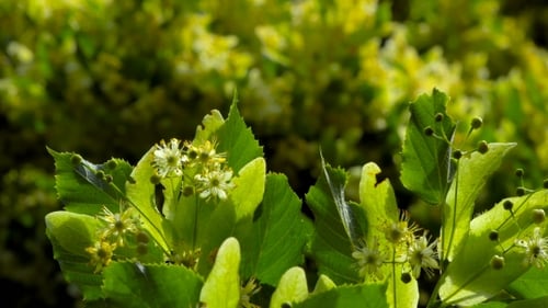 Blüte des Baumes