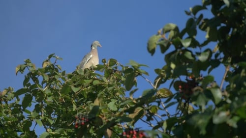 Taube sitzt auf dem Baum