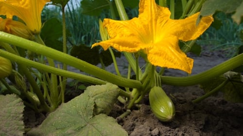 Pflanzliche Blume