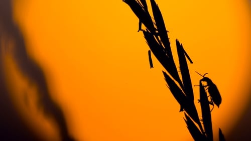Insect on Grass Seed Head at Sunset