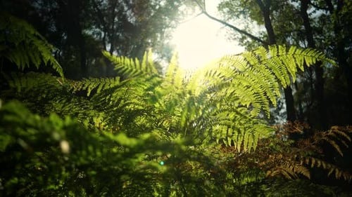Sich bei Sonnenaufgang durch einen Waldboden bewegen