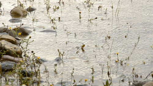 Lluviando en el río al atardecer