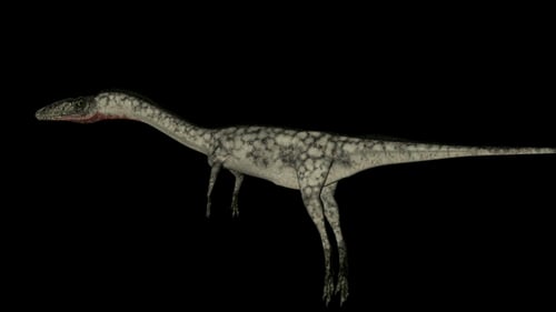 3D Animated Compsognathus Dinosaur Model Rotating