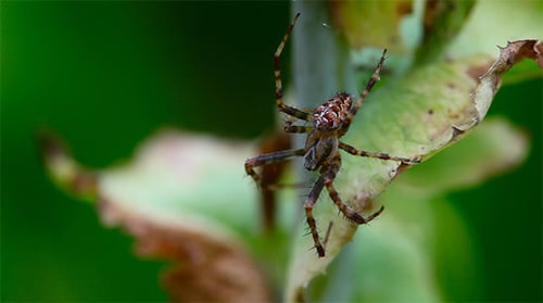 Spider